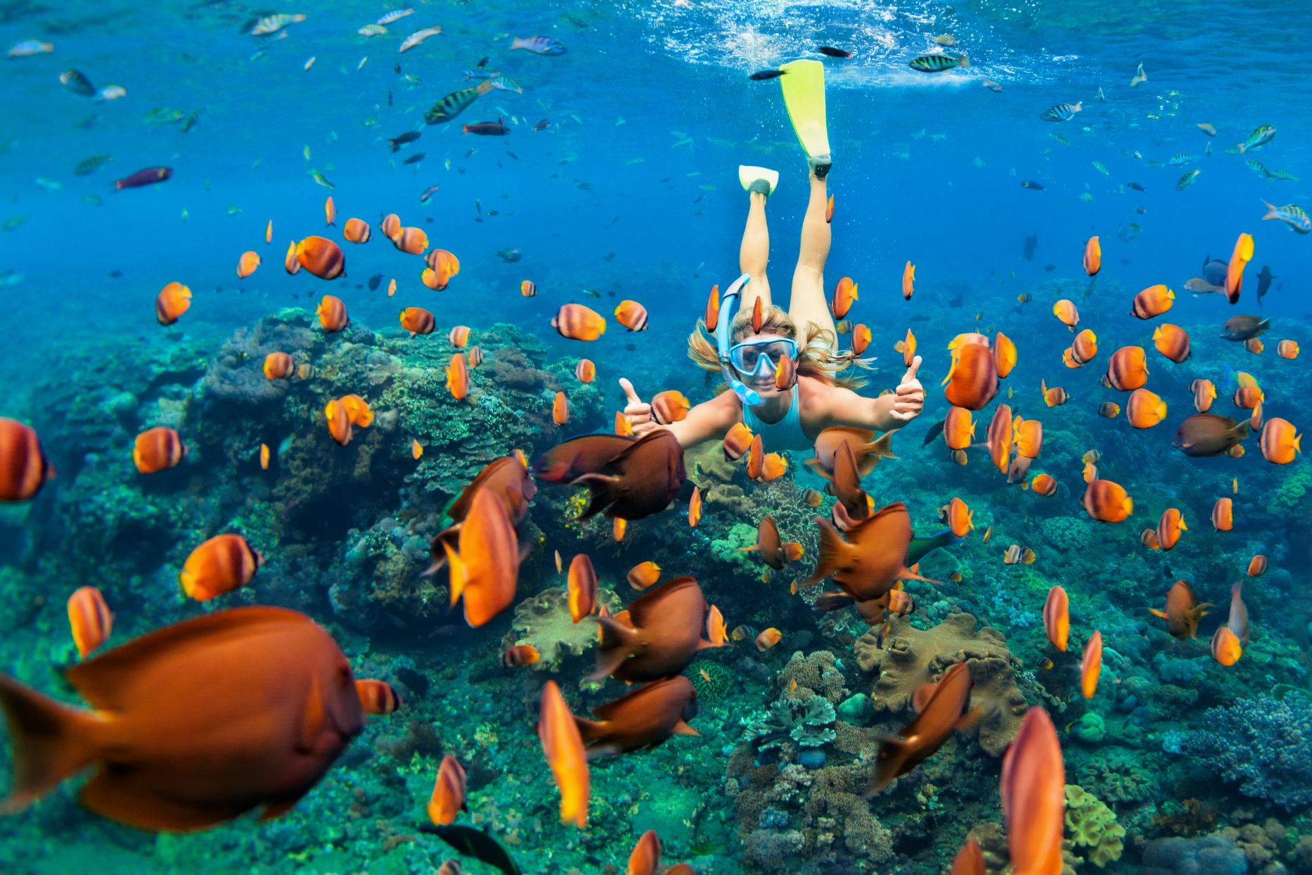 diving in the Maldives