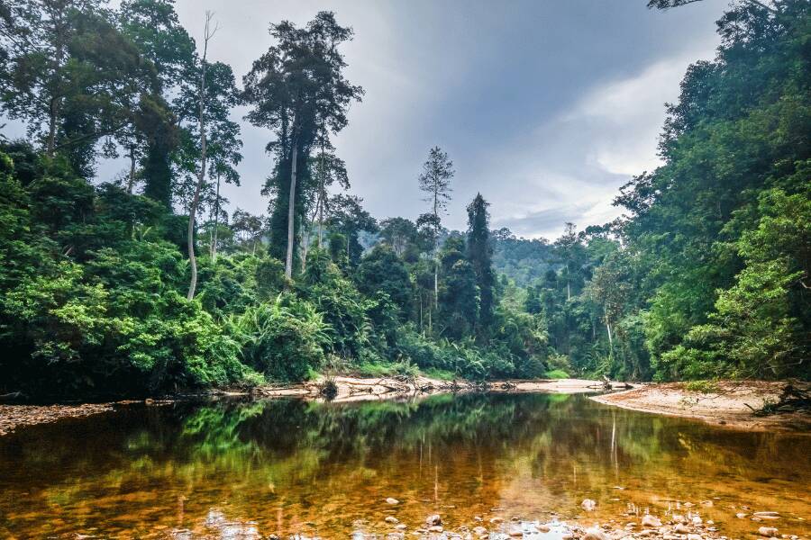 Taman Negara National Park