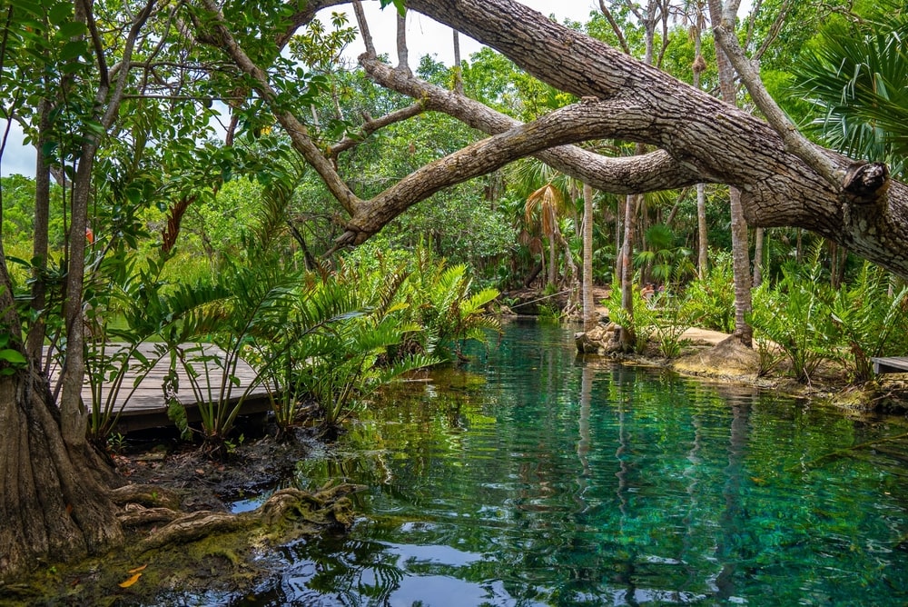 Cenote Zacil Ha Riviera Maya