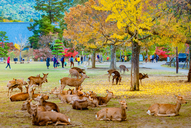 Nara in Japan in Autumn