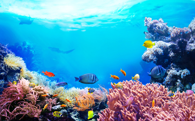 Caribbean clear waters