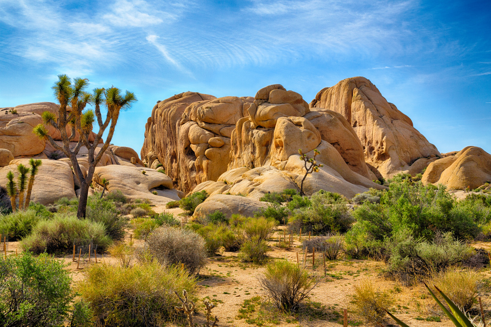 Joshua Tree, South Carolina 