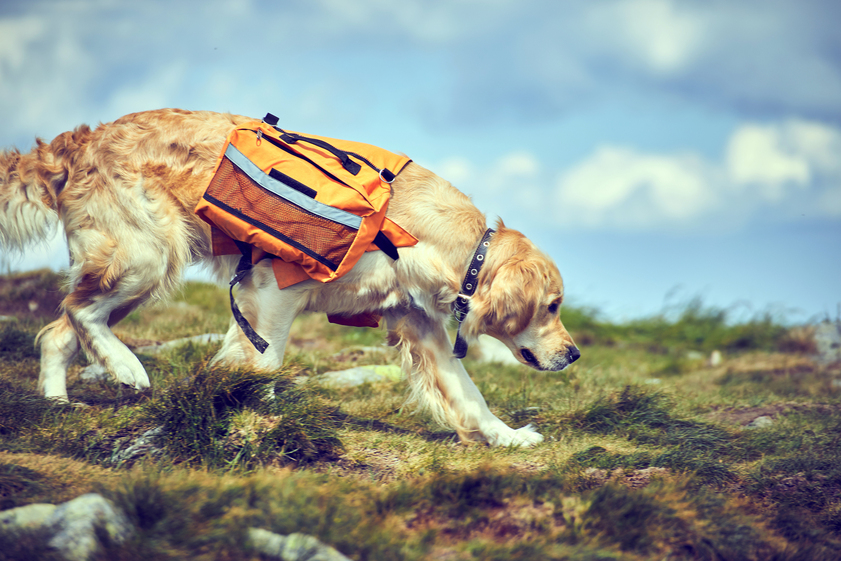 Backpack for your dog