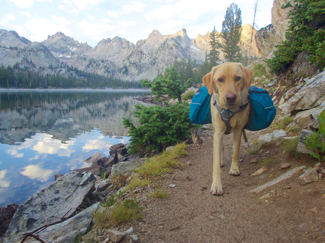 Dogs with backpack