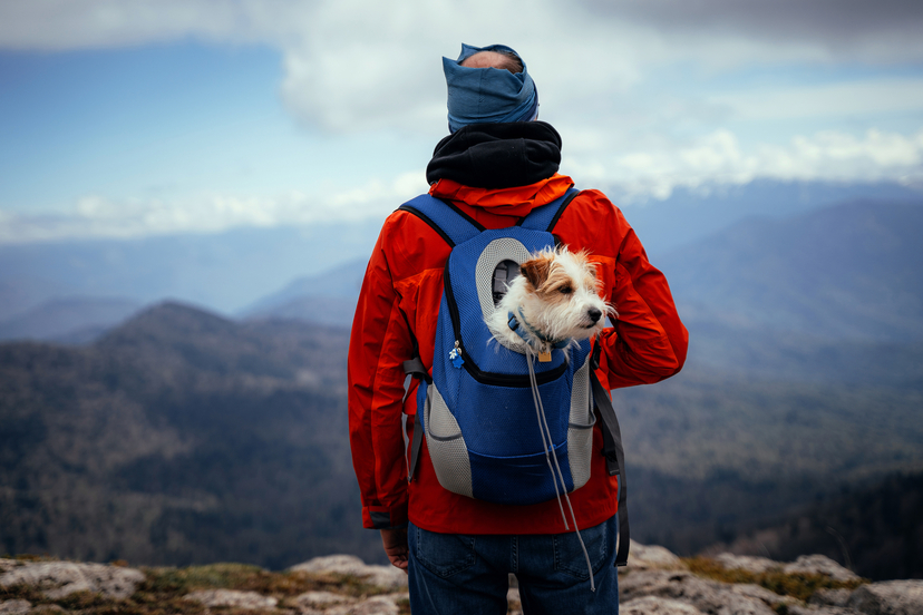 Travel with your dog