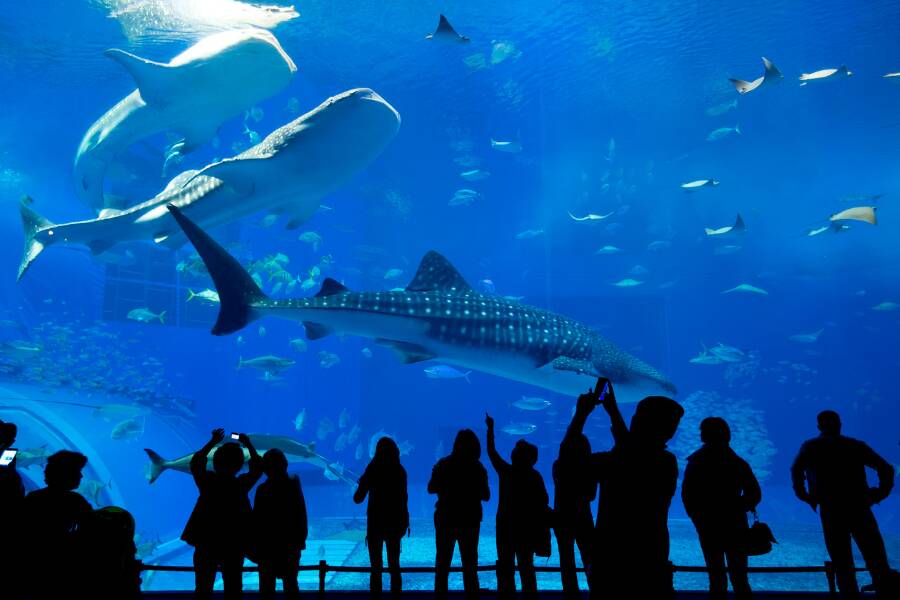 Aquarium around the world