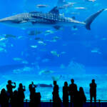 Best Aquarium in the world