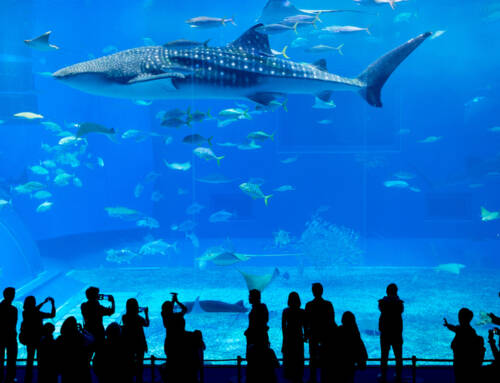Best aquarium in the world