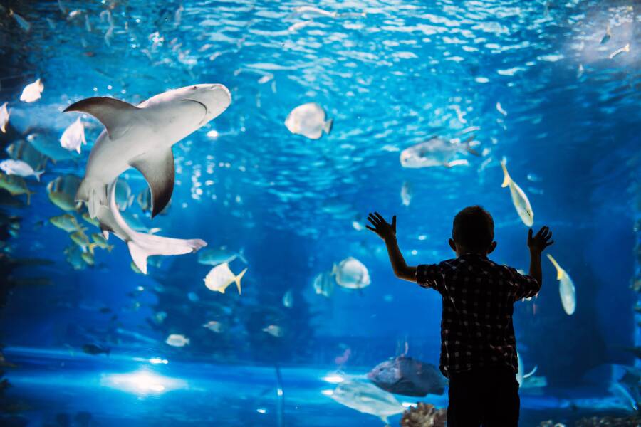 Biggest Aquariums in the world