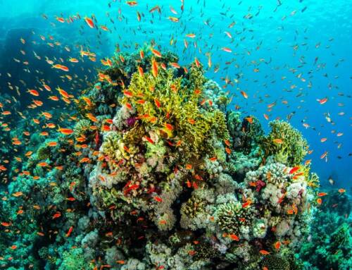 Where are the most beautiful coral reefs?