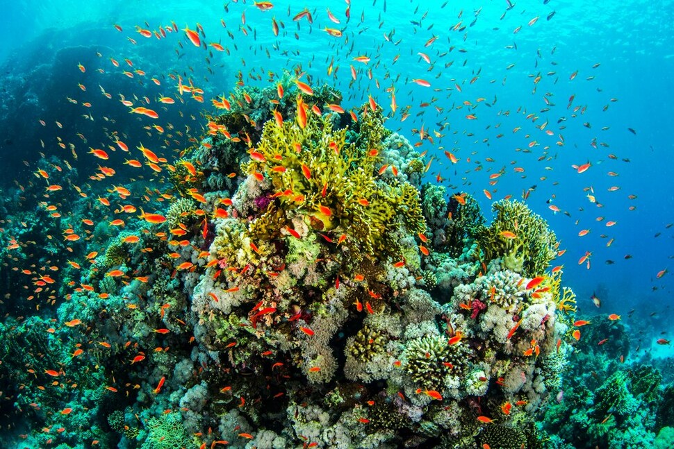 Most beautiful coral reef in the world