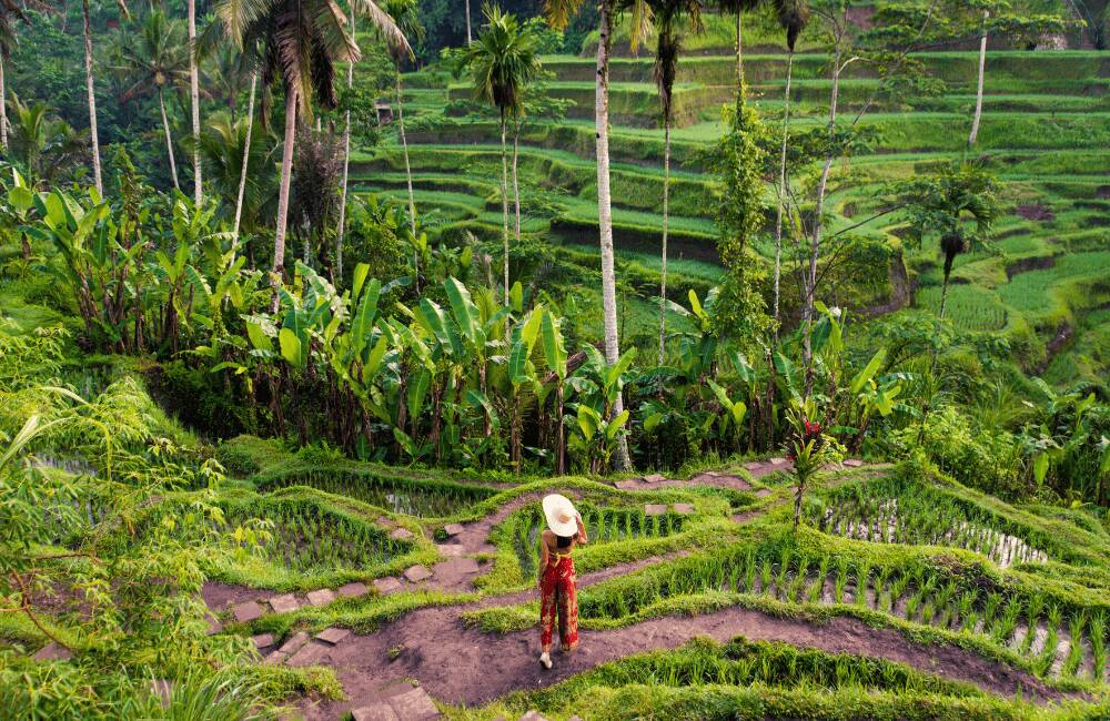 Tegalalang Rice Terraces