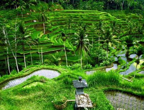 The complete guide to Bali: Everything you need to know