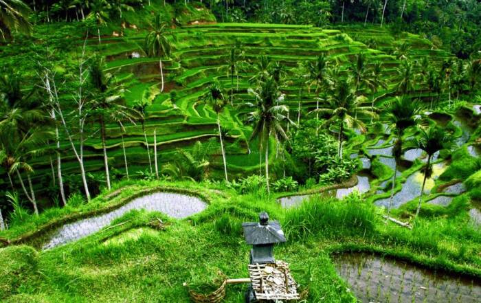 The complete guide to Bali