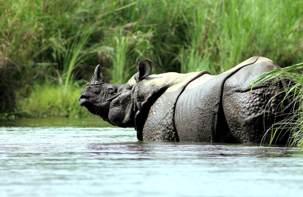 Wildlife in Safari in Chitwan National Park