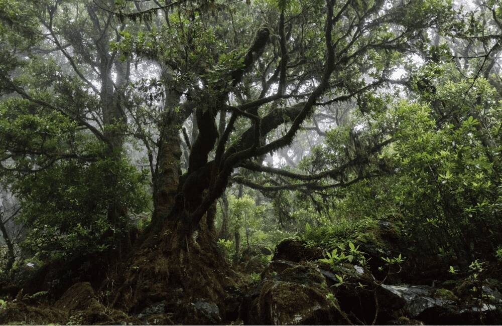 Laurisilva Forest in Madeira