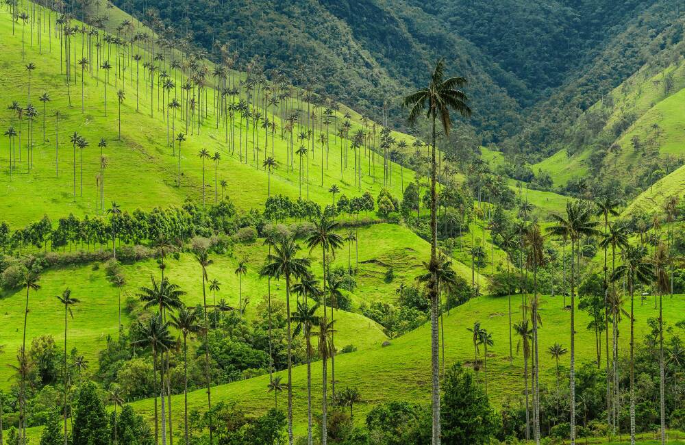 Valle de Cocora, Colombia
