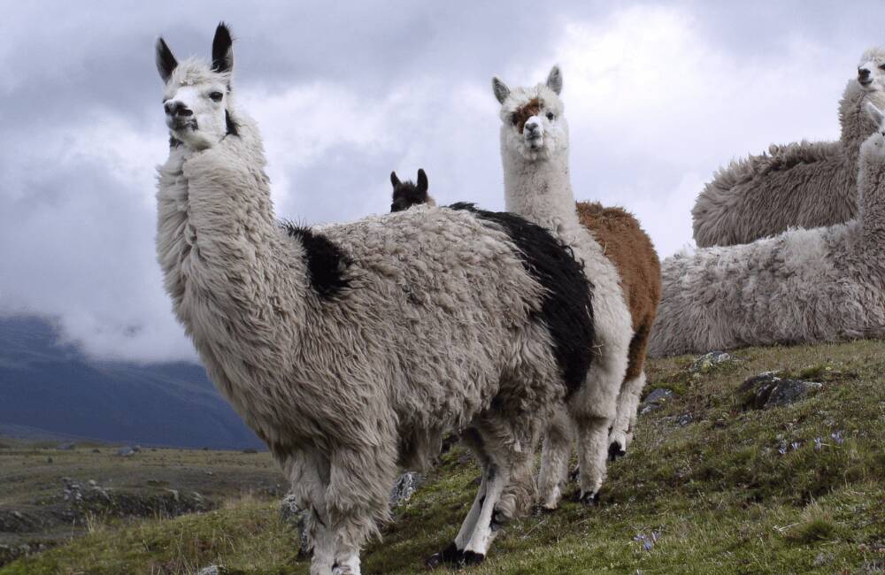 Ecuador travel guide
