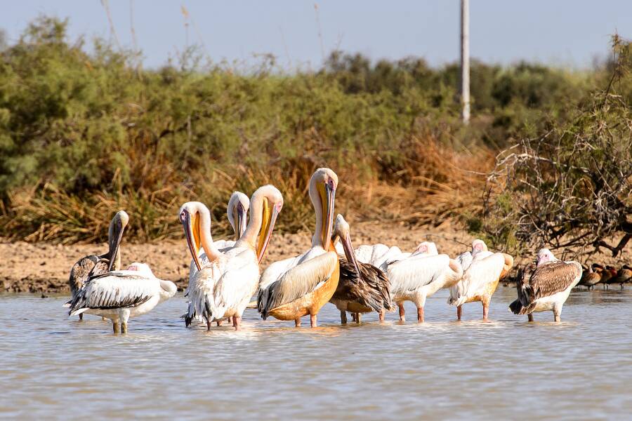 Djoudj senegal