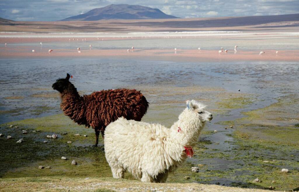 Alpacas in Bolivia