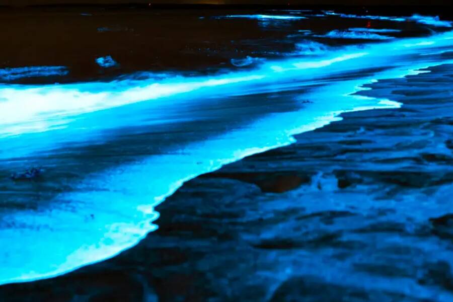 The Bio Bays Puerto Rico