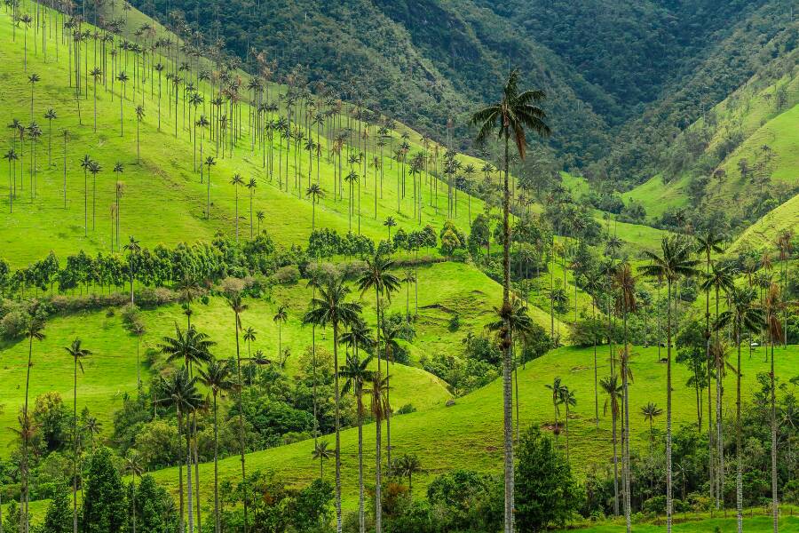 The Cocora Valley