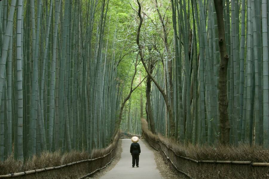 Travel to Japan 2026